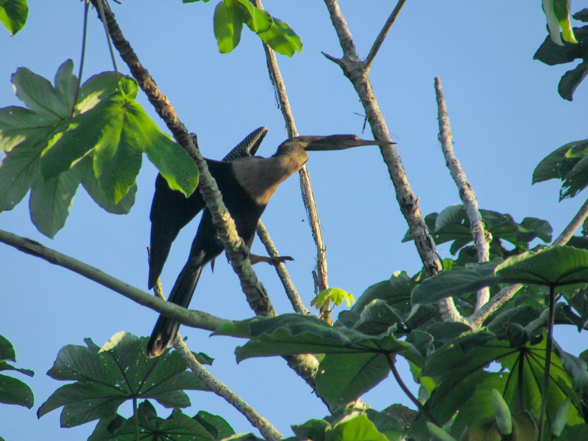 Amerika-Schlangenhalsvogel - ML265513801