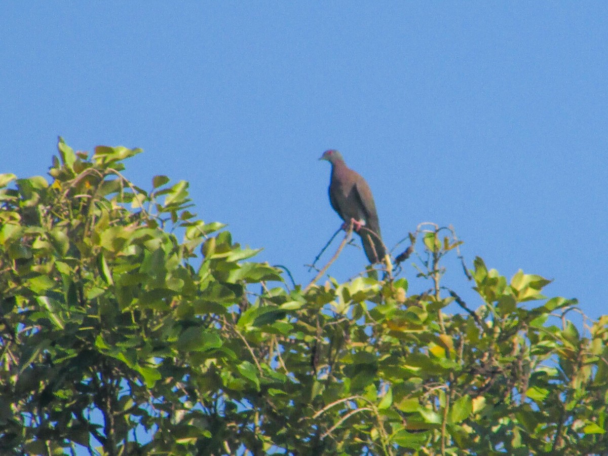 Pale-vented Pigeon - ML265514001
