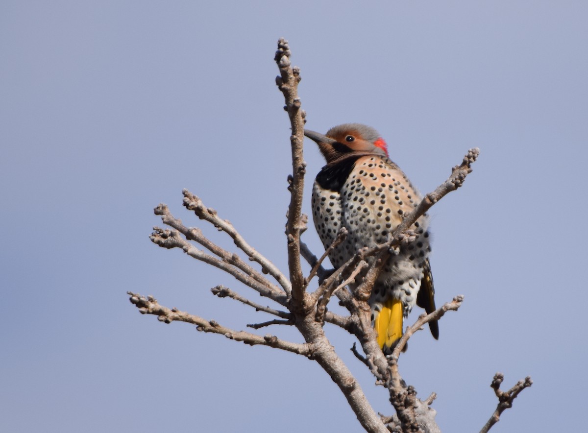 Northern Flicker - Paul Clifford