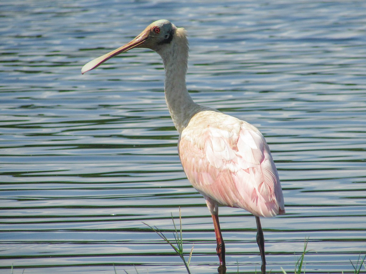 Roseate Spoonbill - ML265514491