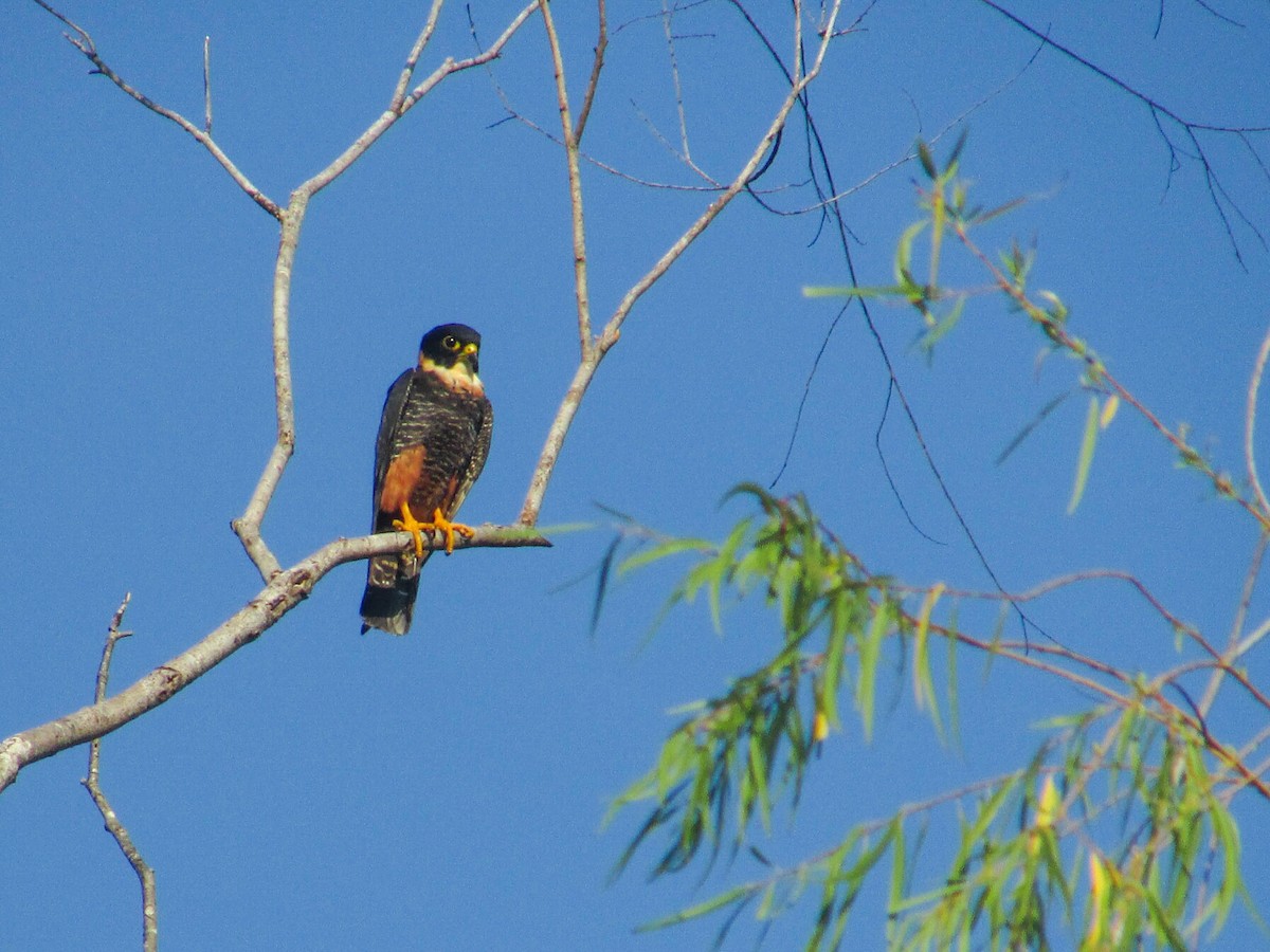 Bat Falcon - ML265514551