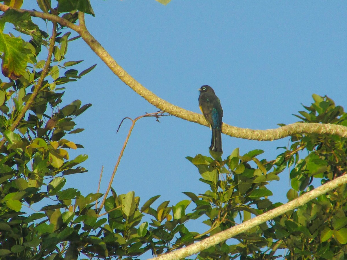 Black-headed Trogon - ML265514771