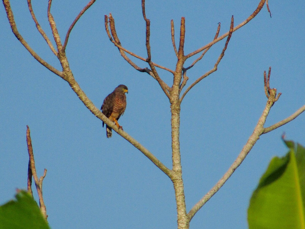 Roadside Hawk - ML265514891