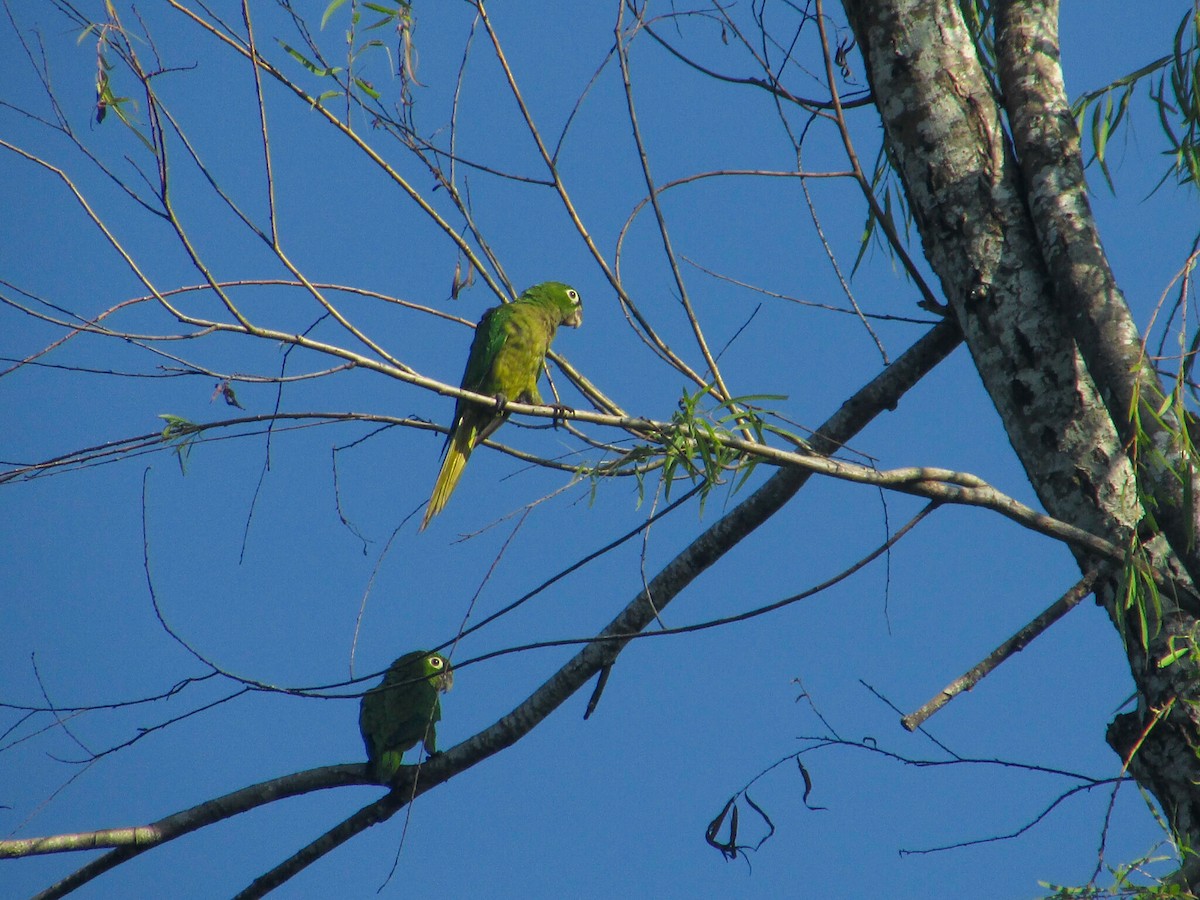 Olive-throated Parakeet - ML265515031