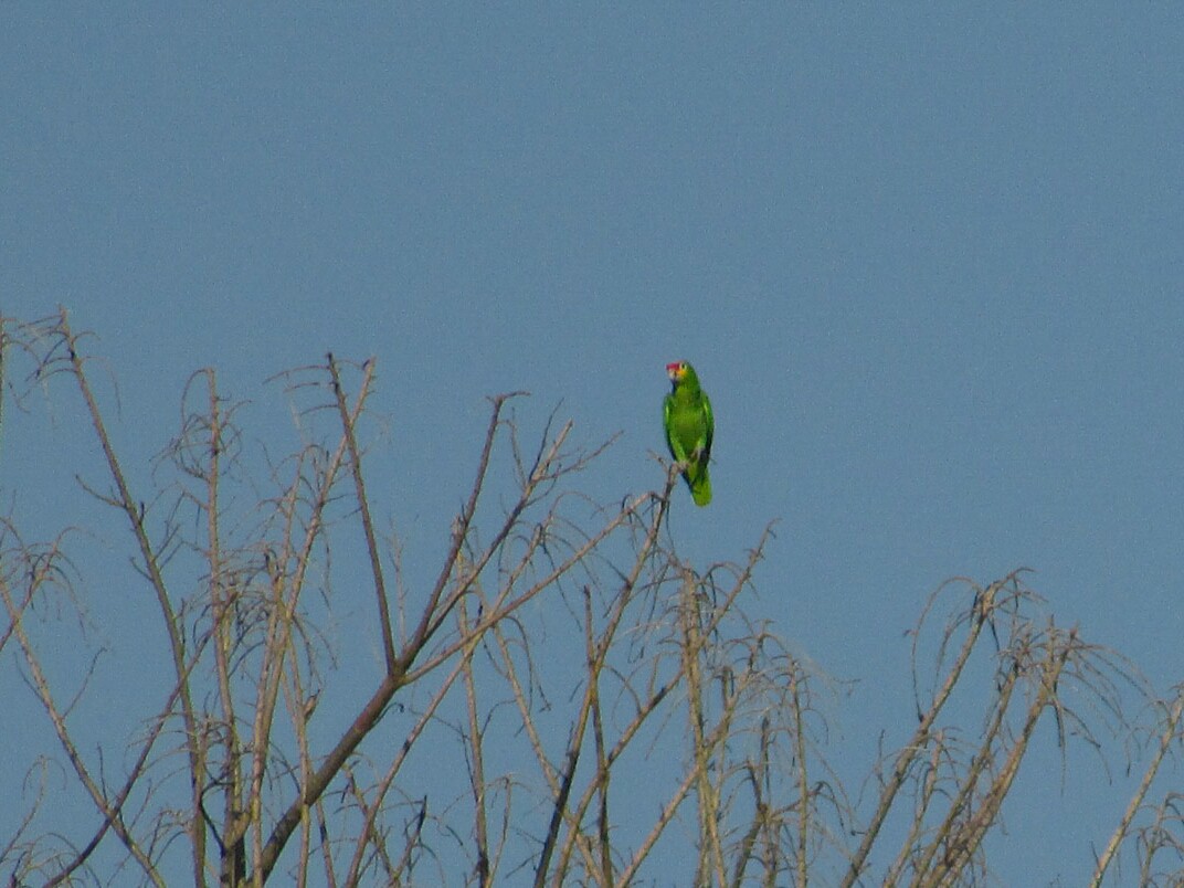 Red-lored Amazon - ML265515111