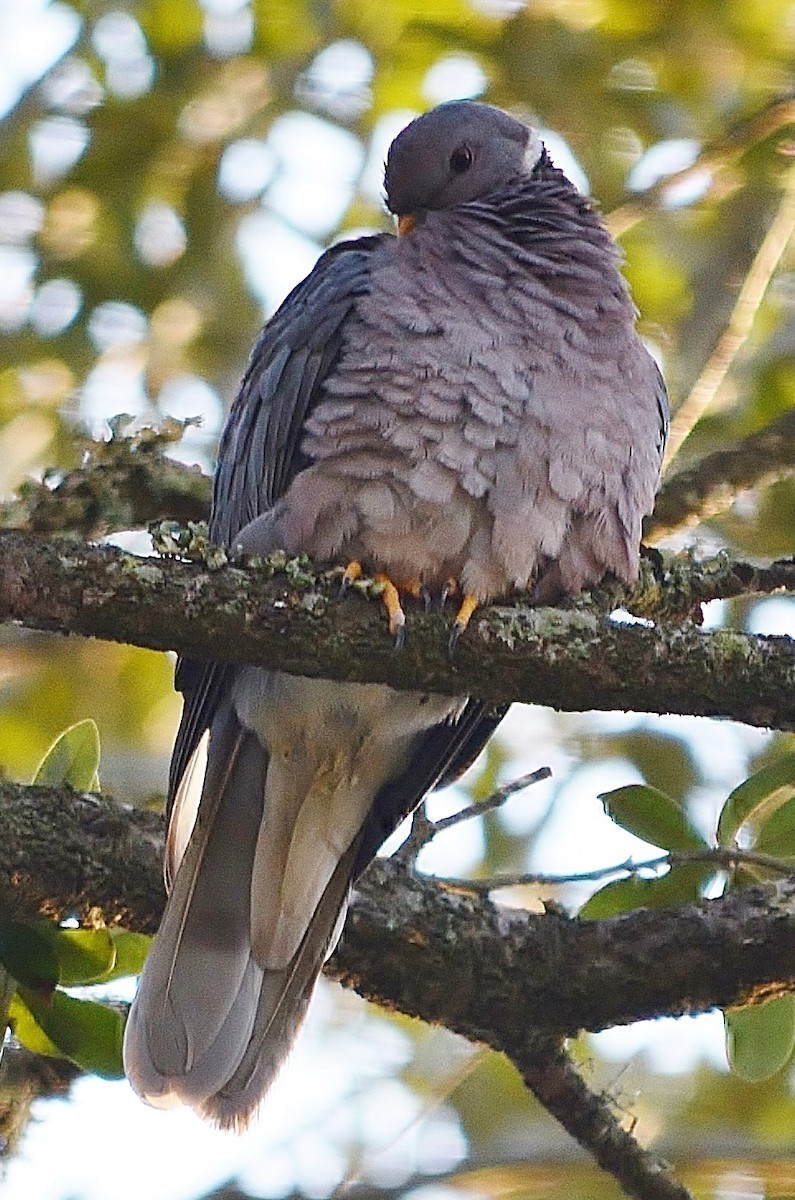 Band-tailed Pigeon - ML265516321