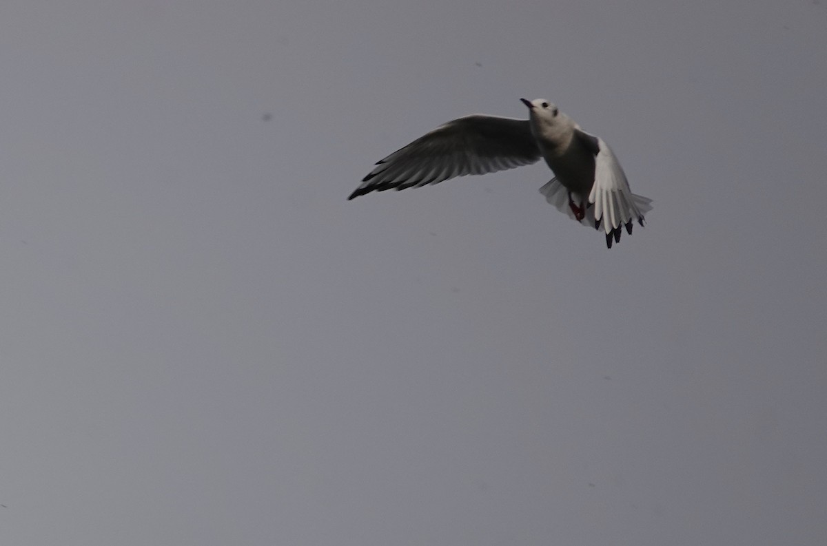 Bonaparte's Gull - Jeanne-Marie Maher