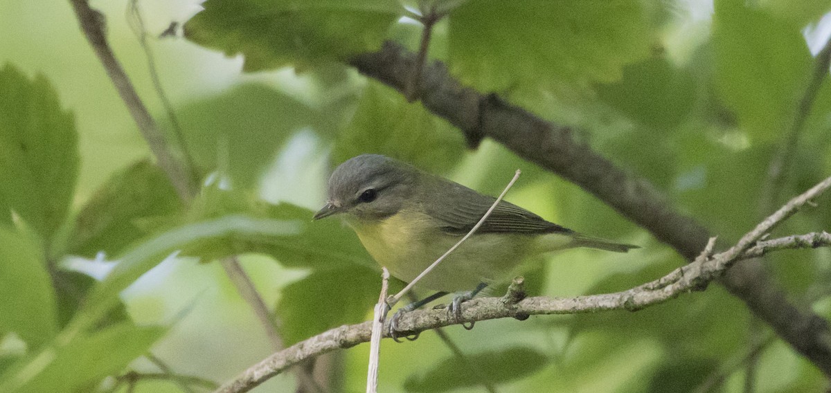 Philadelphia Vireo - ML265517971