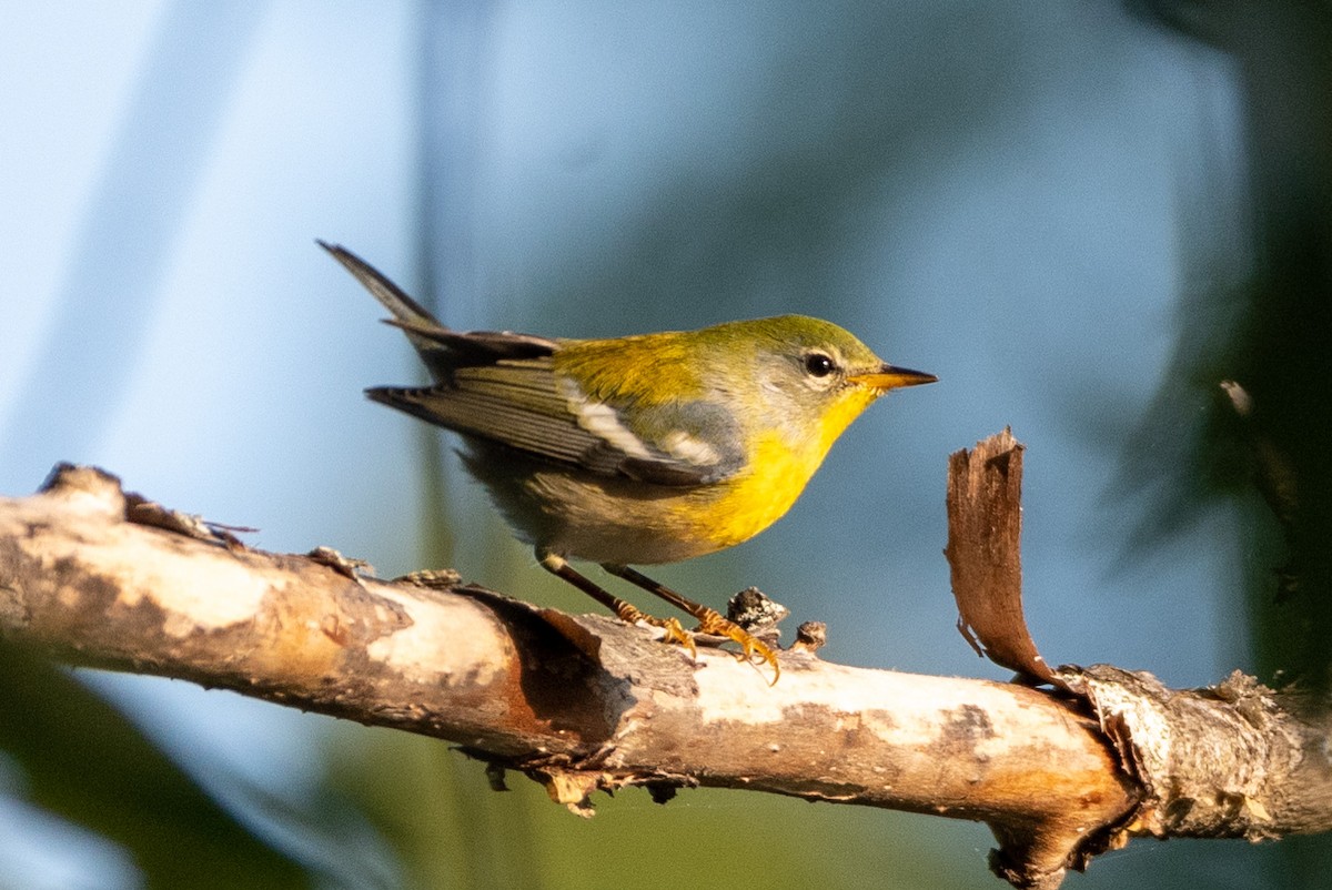 Northern Parula - ML265518381