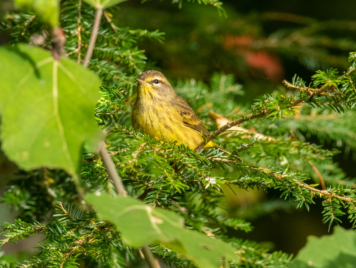 Palm Warbler - ML265519231