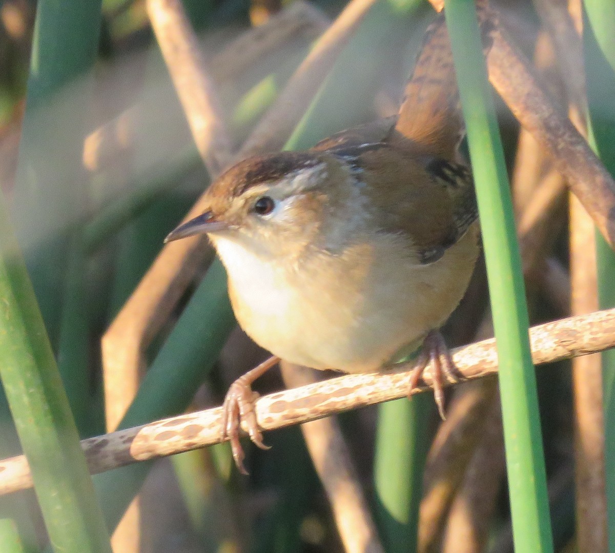 Marsh Wren - ML265519901