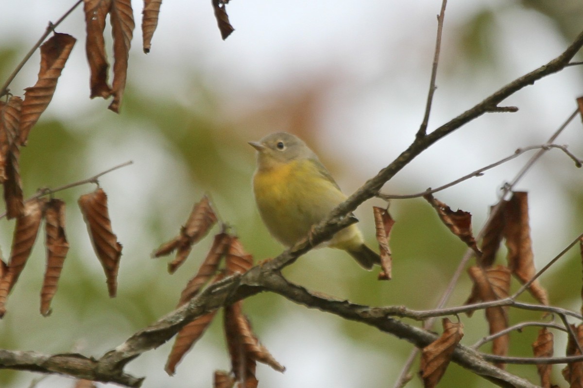 Nashville Warbler - ML265520711