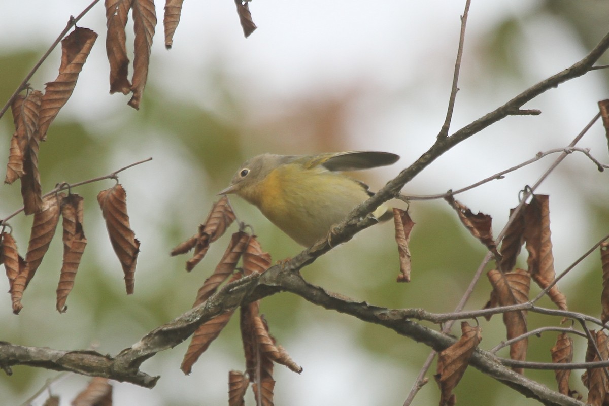 Nashville Warbler - ML265520721