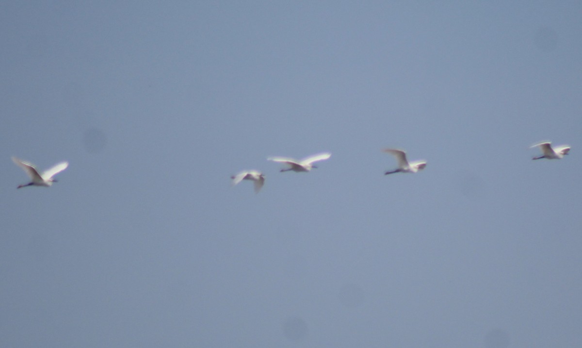 Snowy Egret - ML265521801