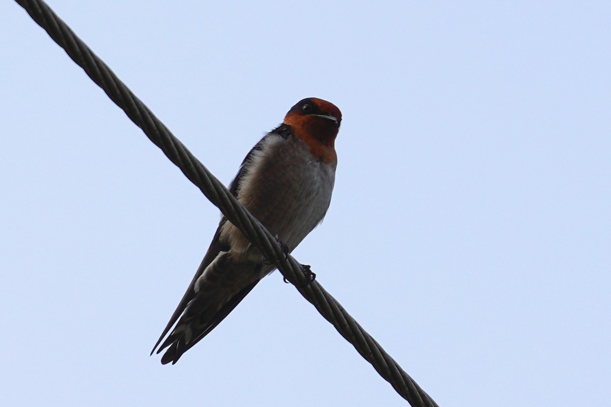 Pacific Swallow - ML265525311