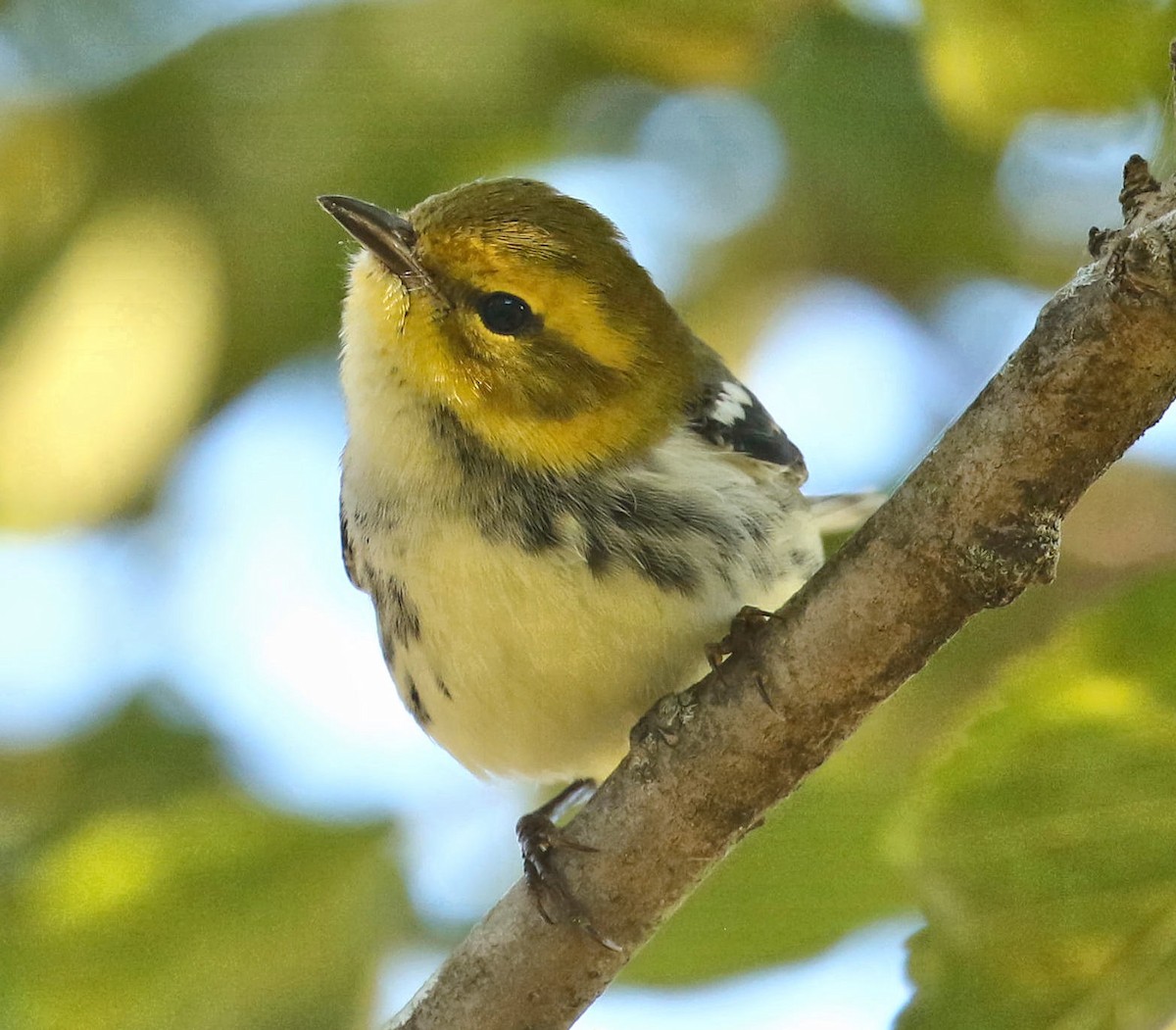 Black-throated Green Warbler - ML265525361