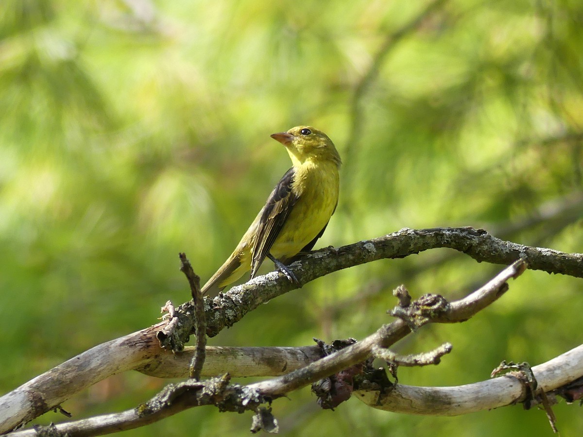 Scarlet Tanager - Marlene Hart