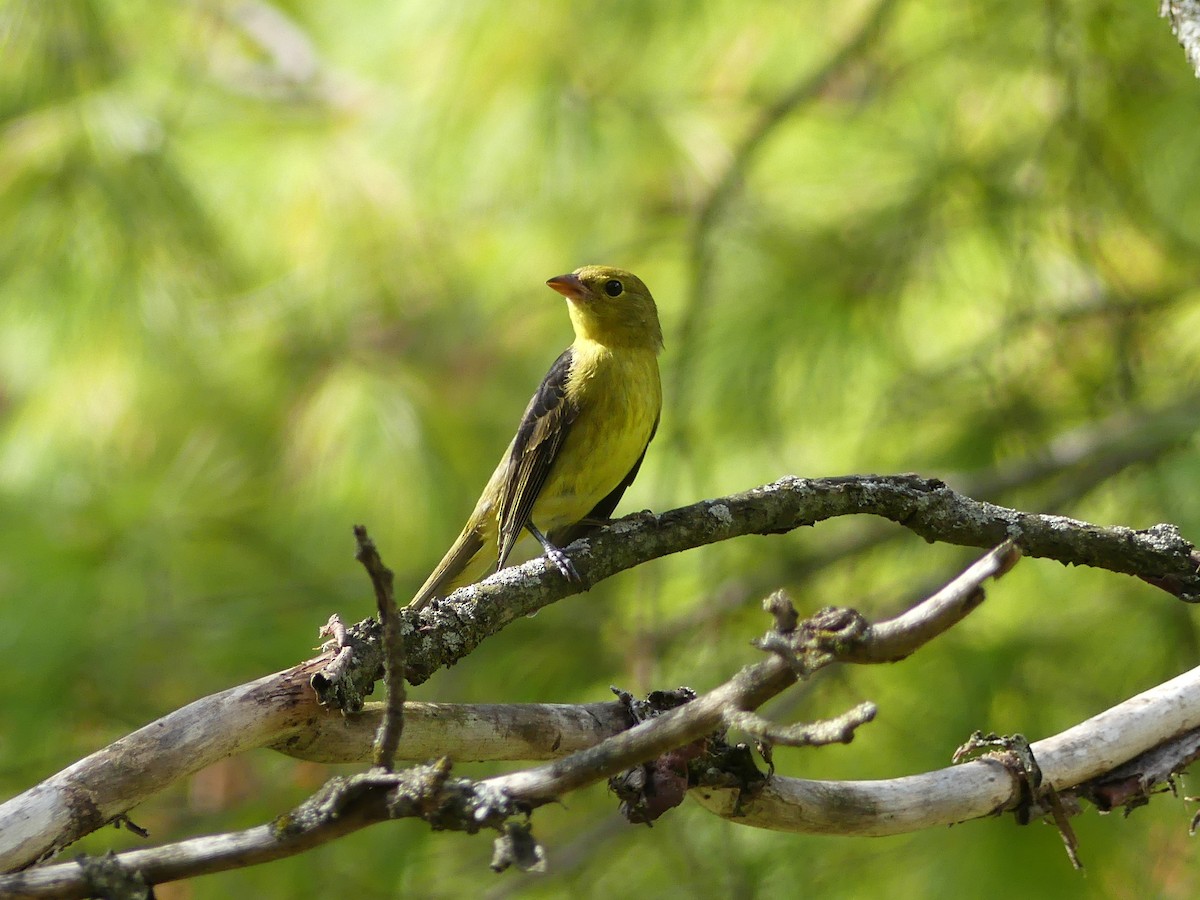 Scarlet Tanager - Marlene Hart