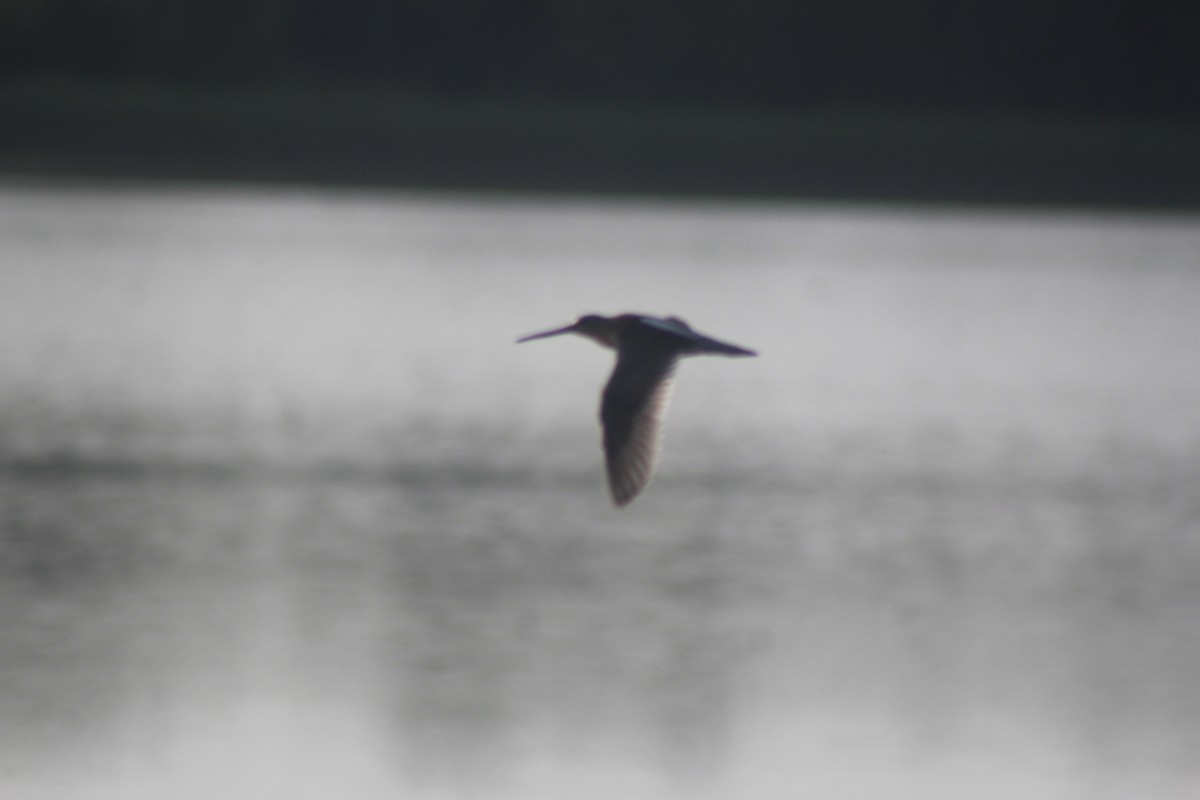 Short-billed Dowitcher - ML265527331