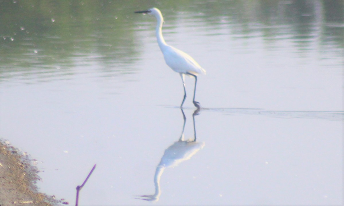 Aigrette roussâtre - ML265527701