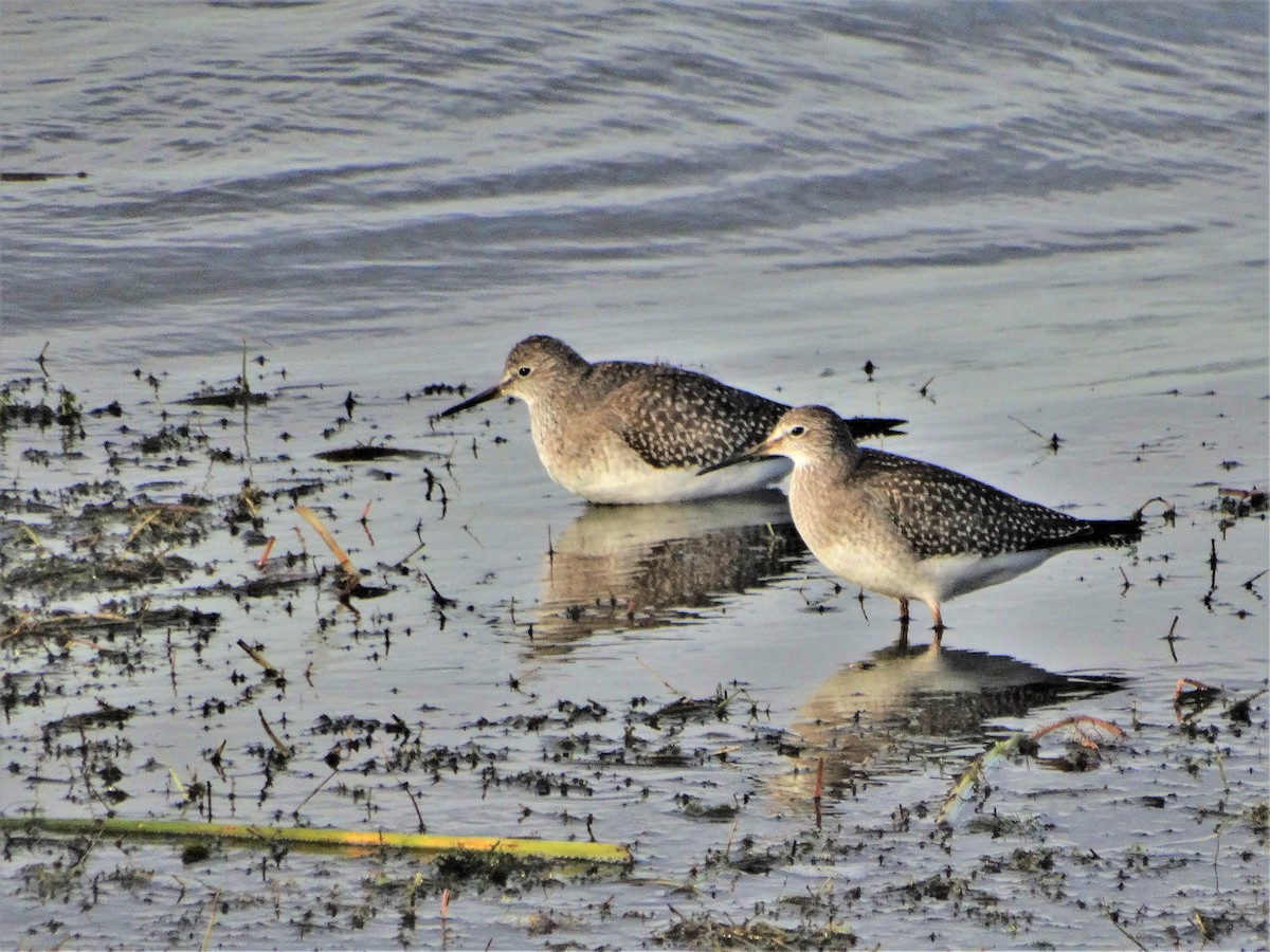 Lesser Yellowlegs - ML265527871