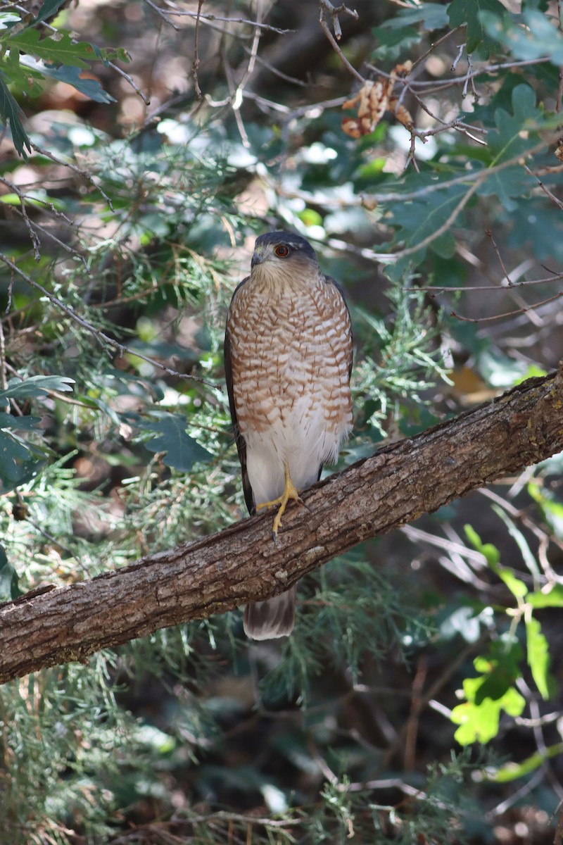 Sharp-shinned Hawk - Eric Hynes