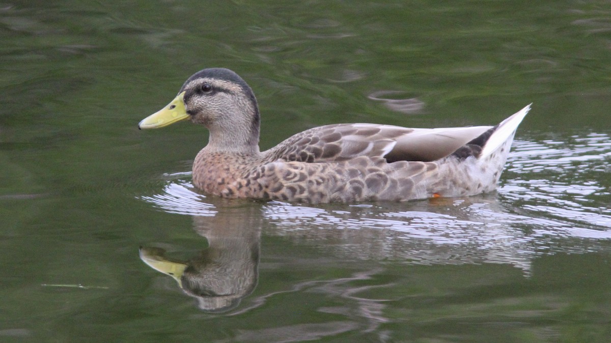 Mallard (Domestic type) - ML265528871