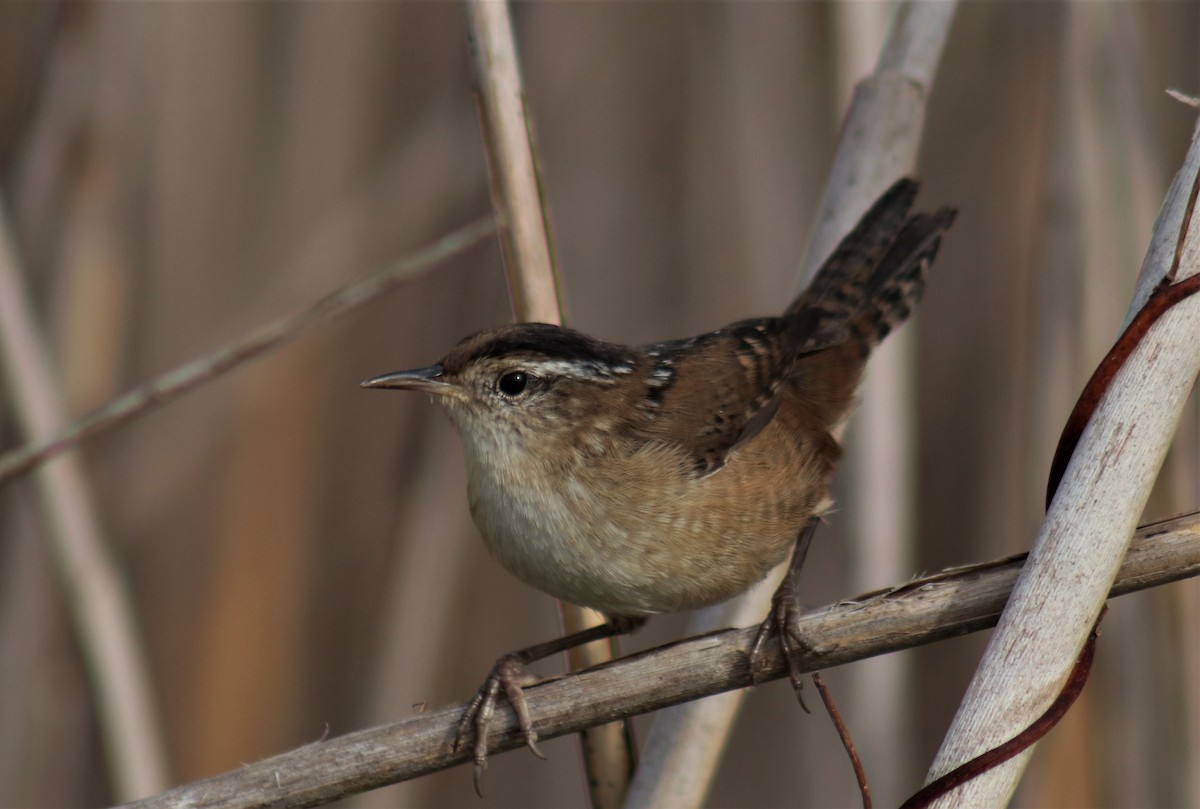 Marsh Wren - Michael Gullo