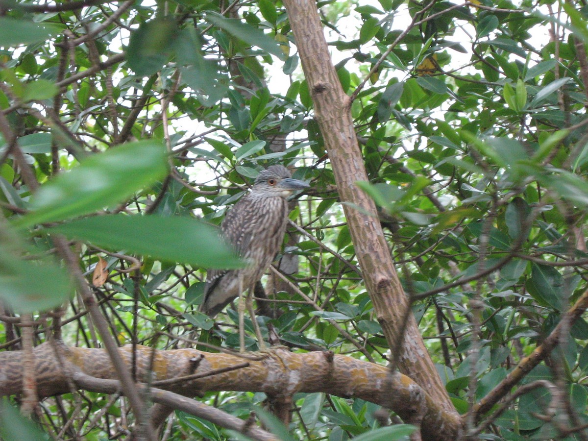 Yellow-crowned Night Heron - Tim Hain