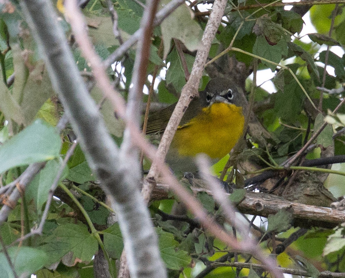 Yellow-breasted Chat - Trevor Sleight