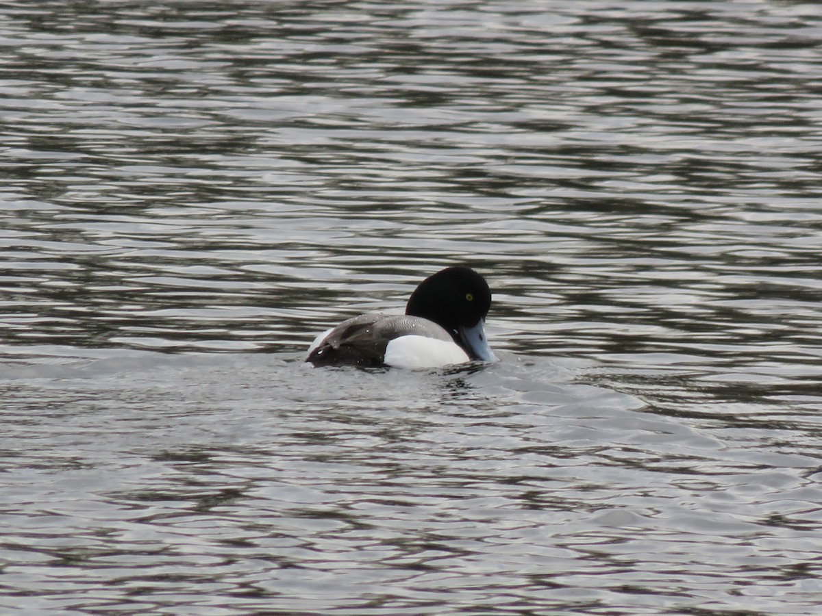 Greater Scaup - Matyas Gerloczy