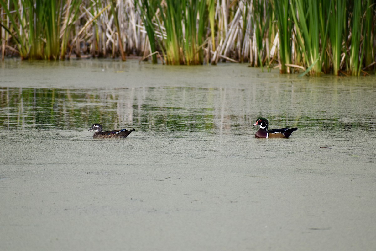 Wood Duck - ML265532961