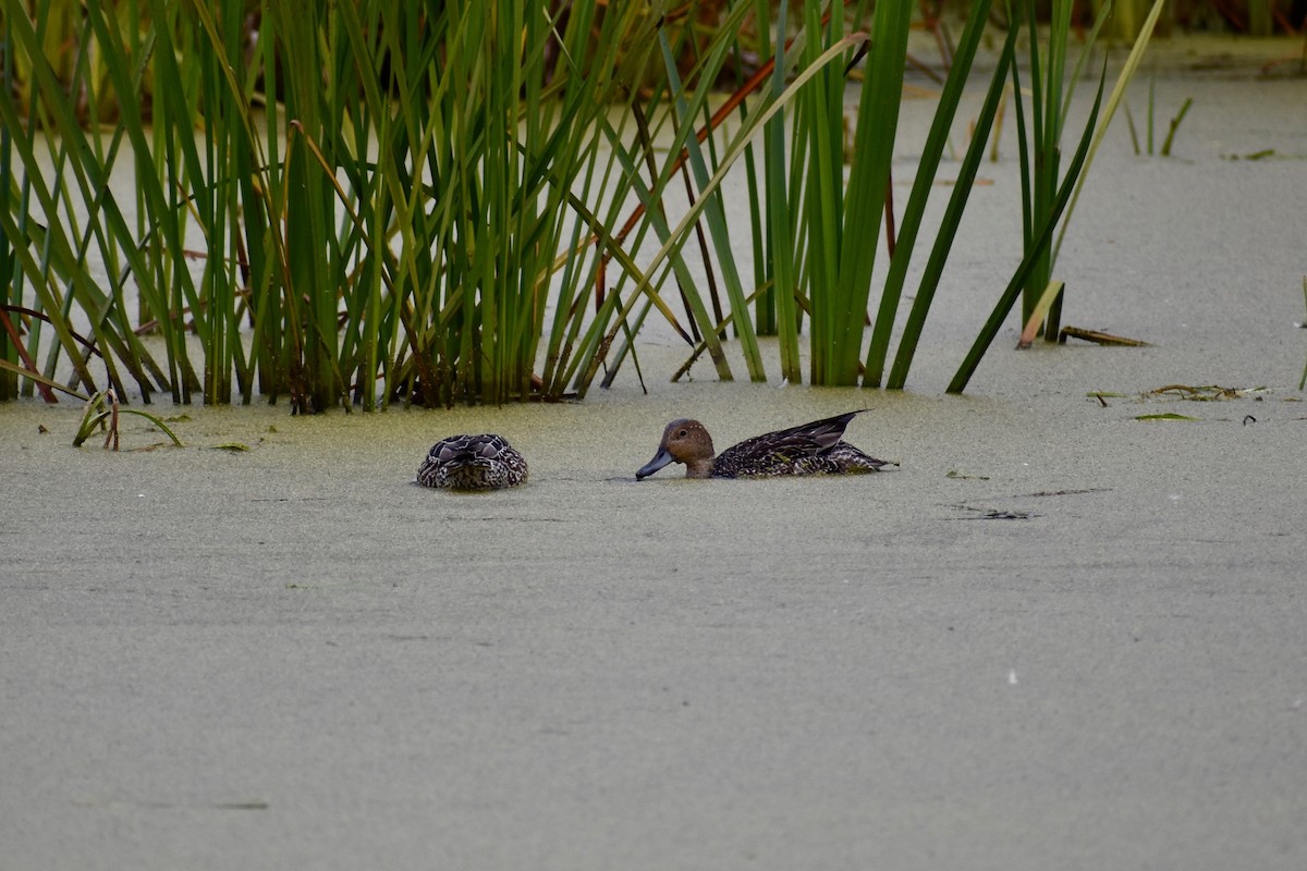 Northern Pintail - ML265533081