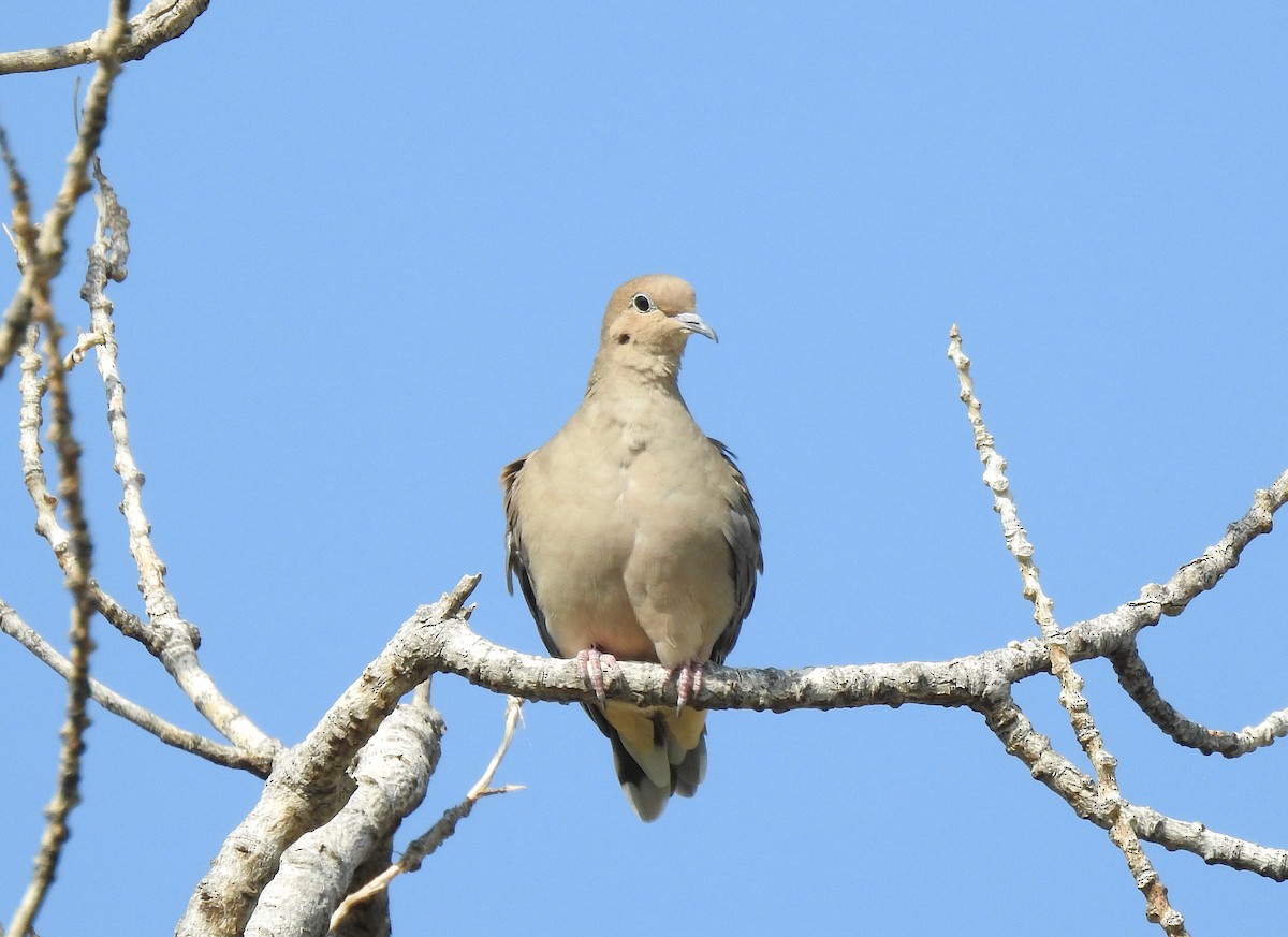 Usapal turkiarra - ML265533191