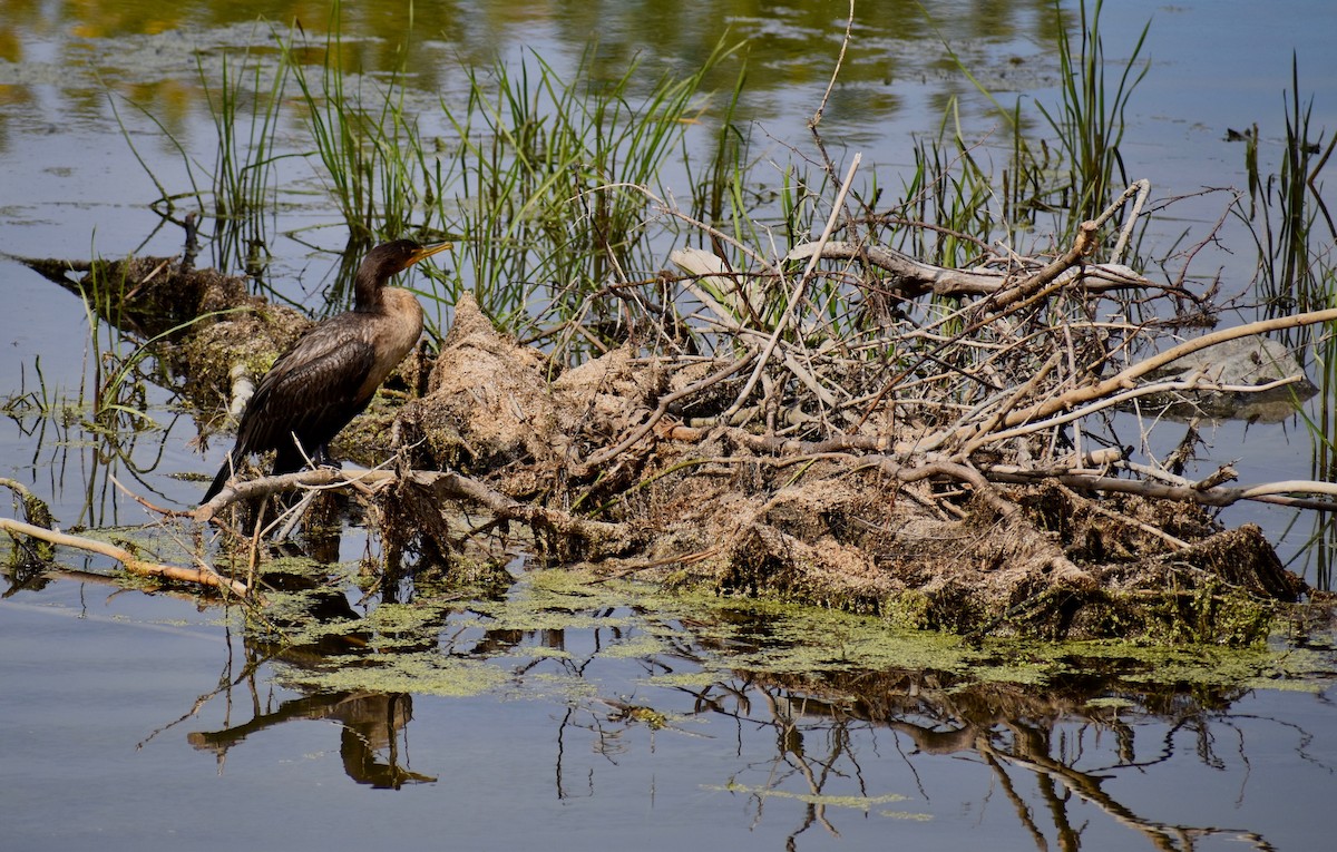 Cormoran à aigrettes - ML265533551