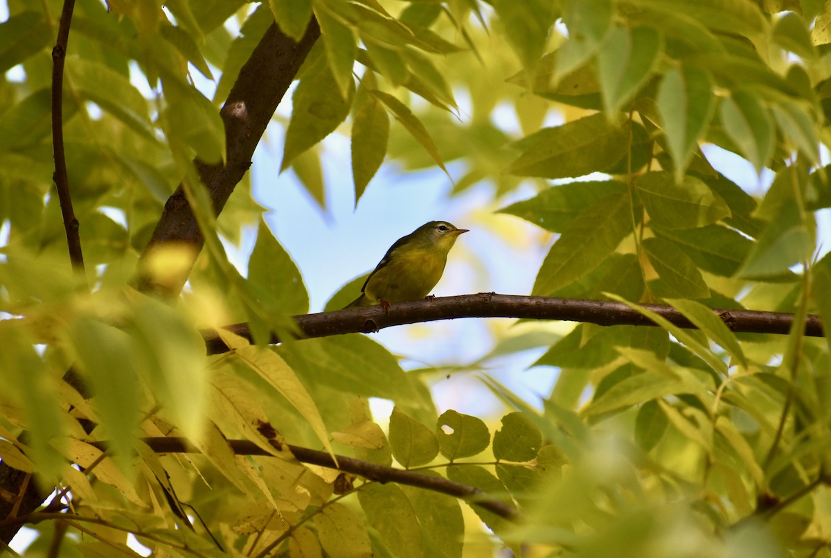 Northern Parula - Marc-Olivier  Beausoleil