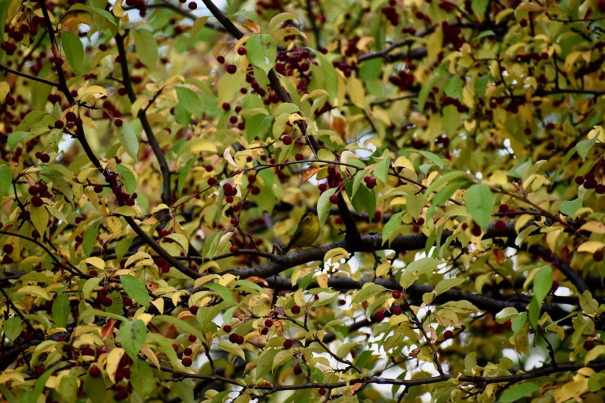 Wilson's Warbler - ML265534441