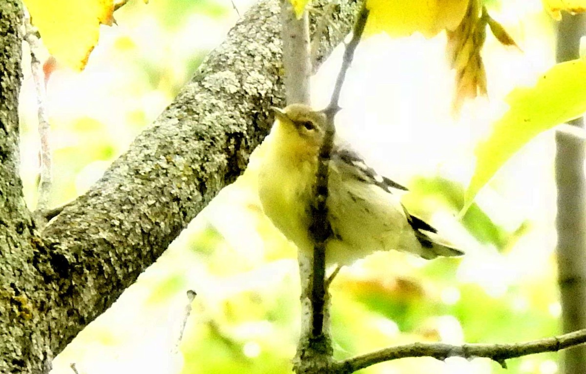 Blackburnian Warbler - ML265535241