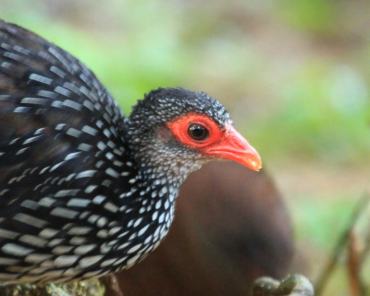 Sri Lanka Spurfowl - ML26553561