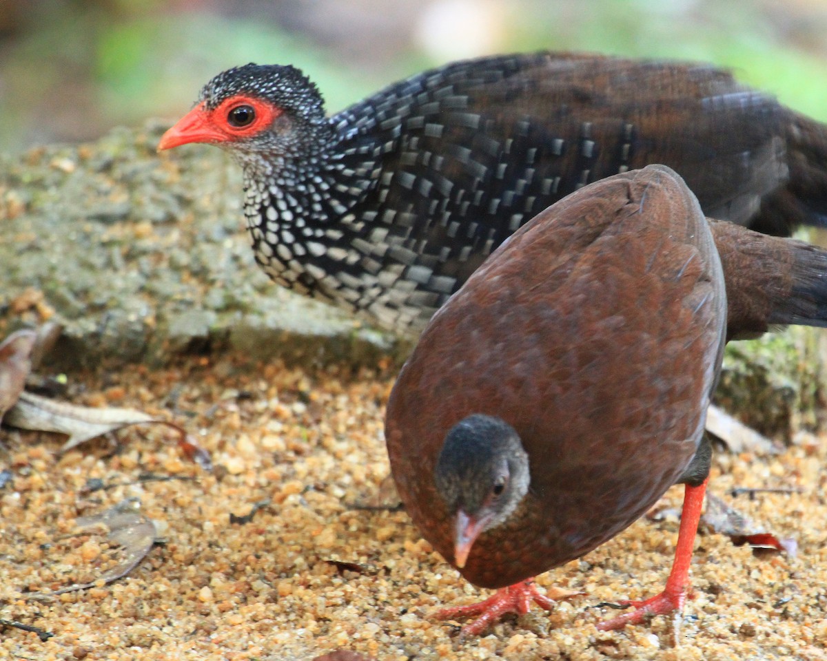 Sri Lanka Spurfowl - ML26553581