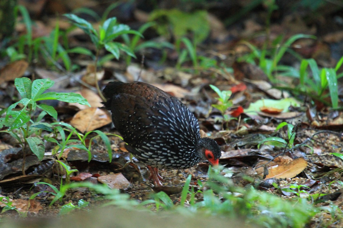 Sri Lanka Spurfowl - ML26553601