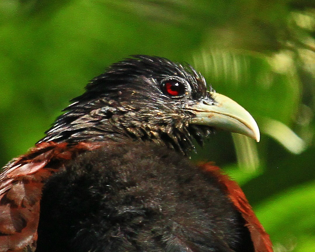 Green-billed Coucal - ML26553671