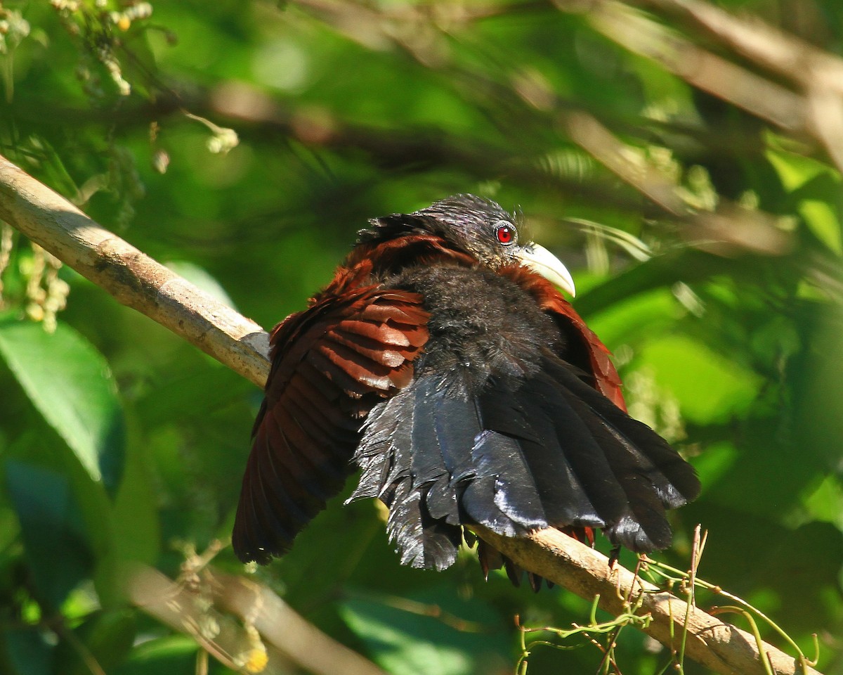 Green-billed Coucal - ML26553701