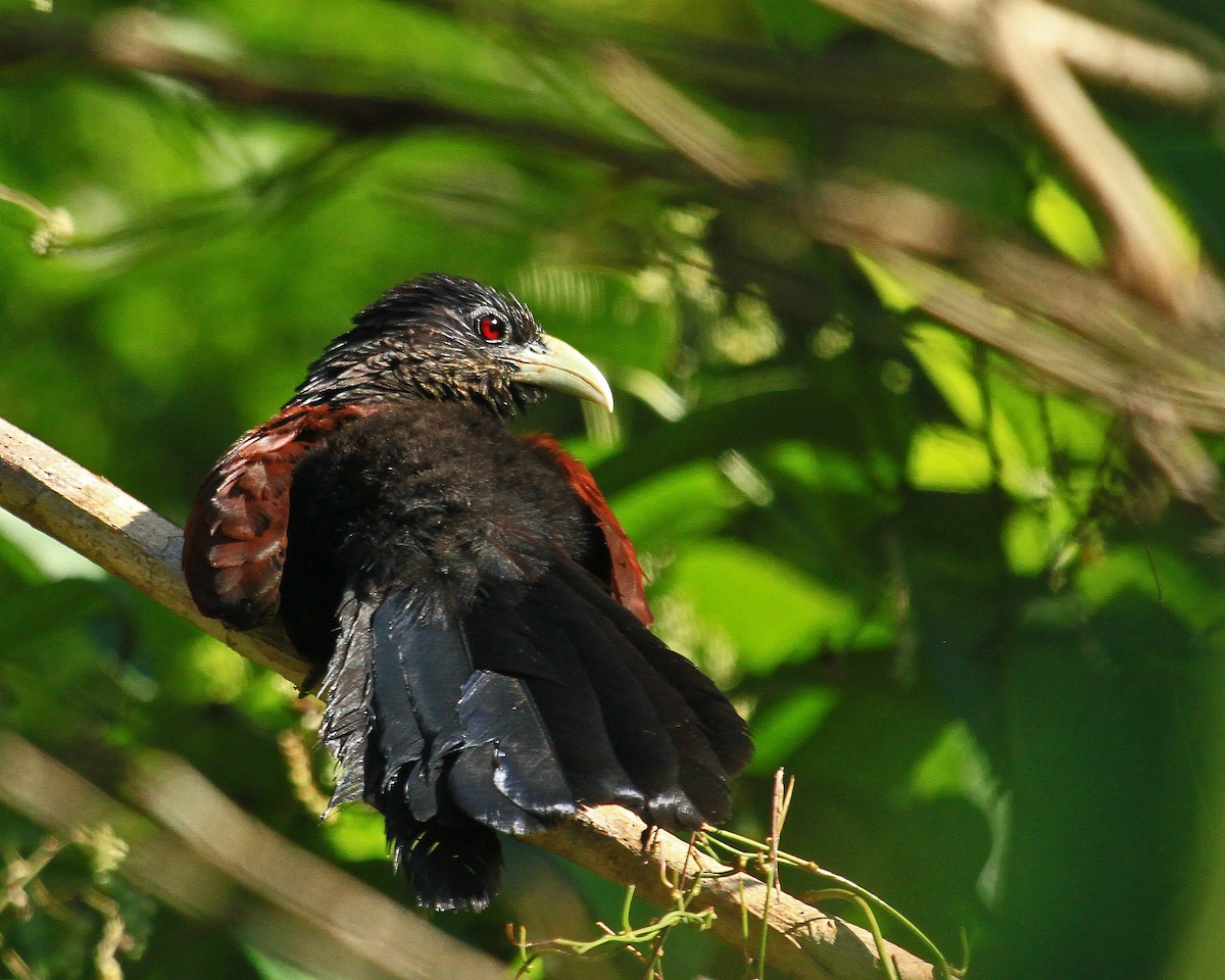 Green-billed Coucal - Carl Poldrack