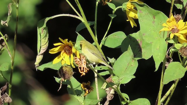 Tennessee Warbler - ML265537651