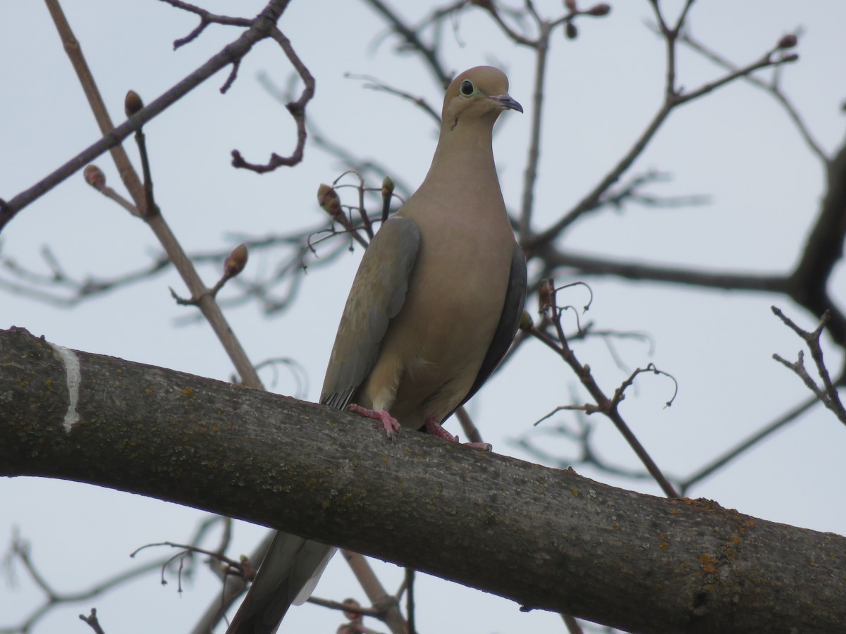 Mourning Dove - ML26553801