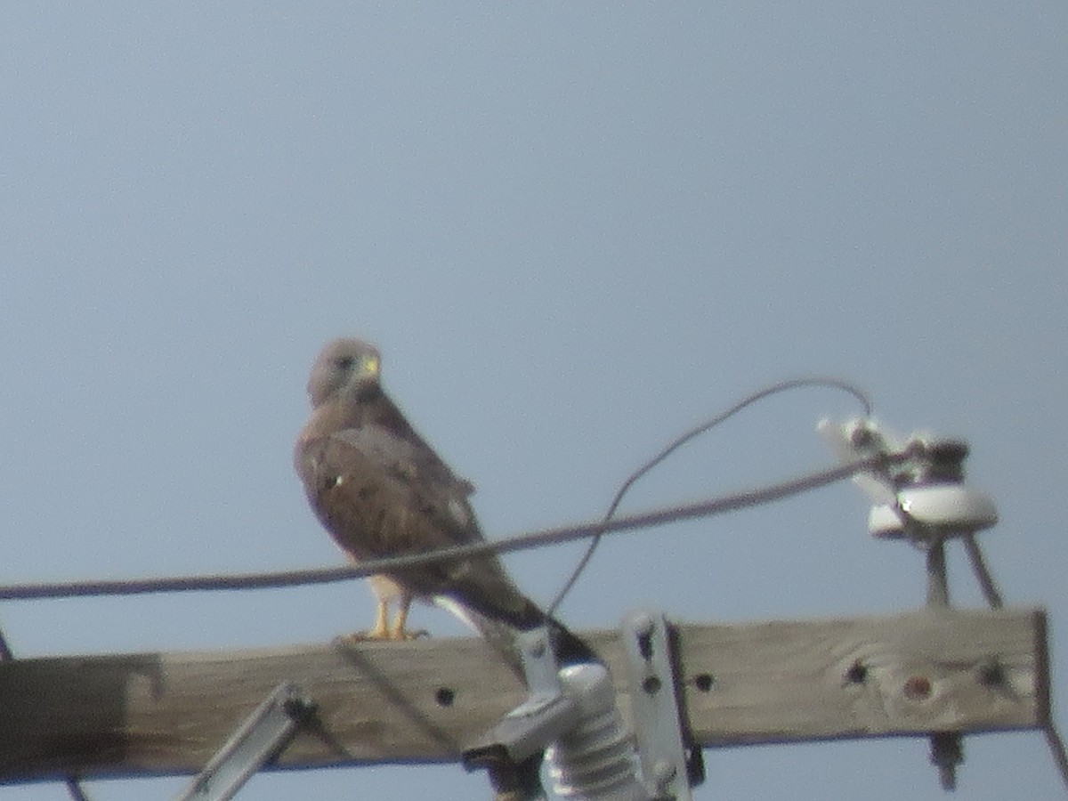 Swainson's Hawk - ML265538111