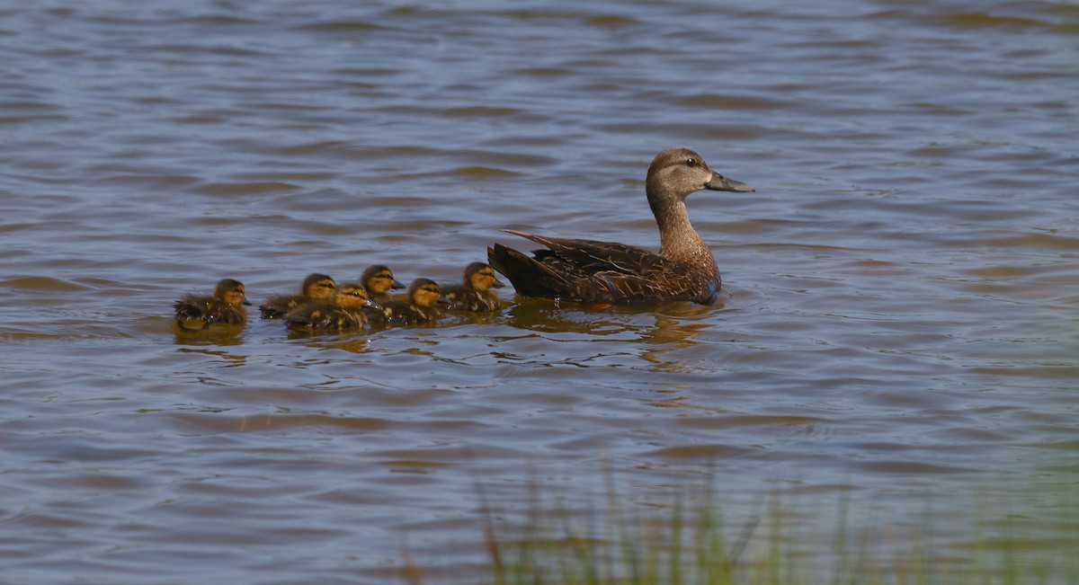 rødfotand - ML265540571