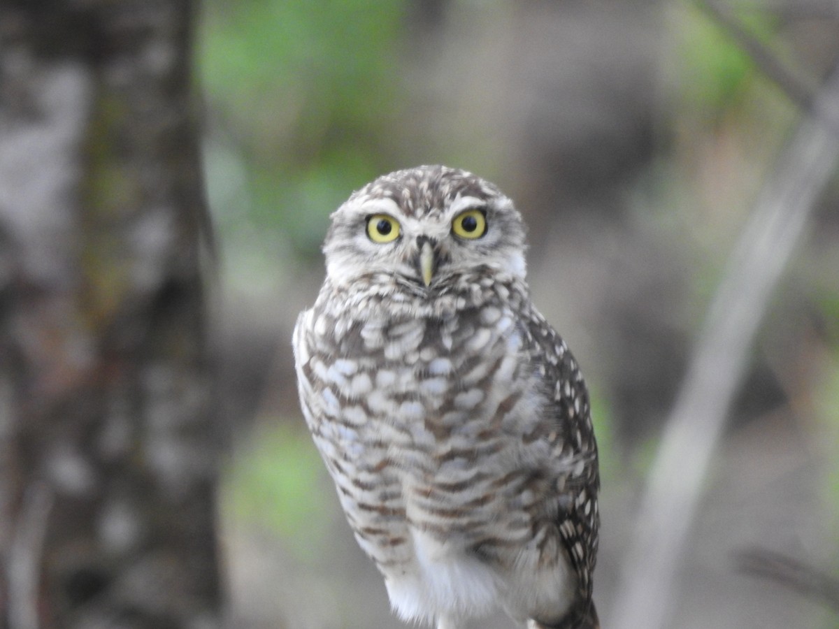Burrowing Owl - ML265540581
