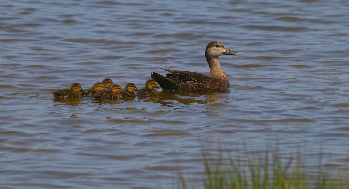 American Black Duck - ML265540651